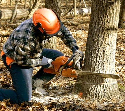 Tree Removal in Hudson, WY